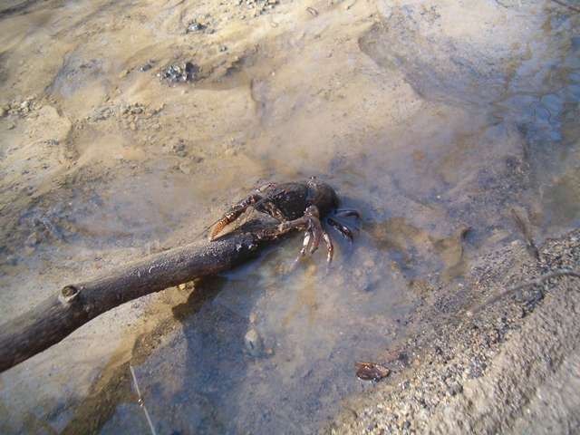 Crayfish Crawfish Crawdad Mudbug